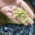 中药材金银花二花规格齐全大货供应一件代发