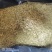 中药材金银花二花规格齐全大货供应一件代发
