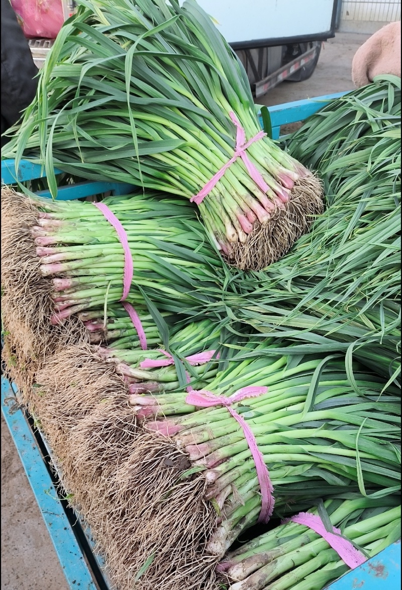 红根蒜苗，湖北红根蒜苗，产地直发，大量出货，诚信经营