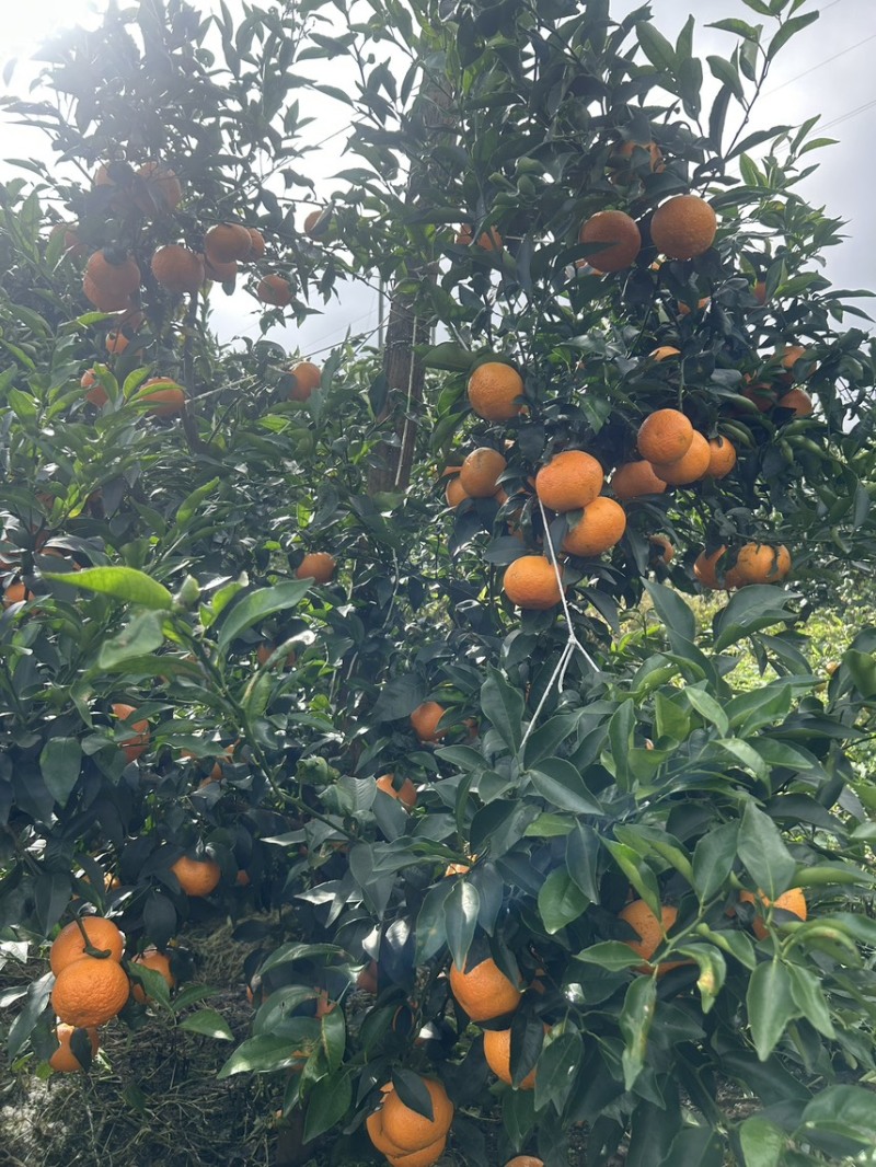 云南沃柑热卖中糖度高化渣对接电商通货老板