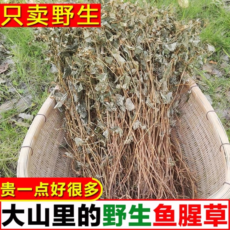 四川野生鱼腥草种植鱼腥草各种规格一手货源
