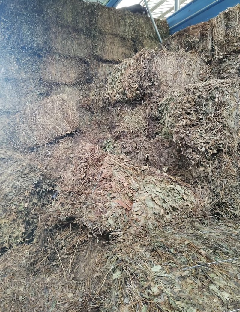 四川野生鱼腥草种植鱼腥草各种规格一手货源