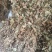 四川野生鱼腥草种植鱼腥草各种规格一手货源
