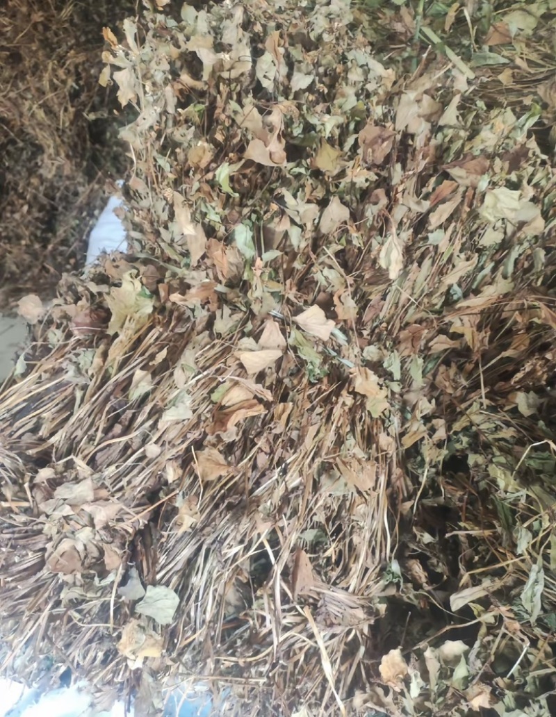 四川野生鱼腥草种植鱼腥草各种规格一手货源