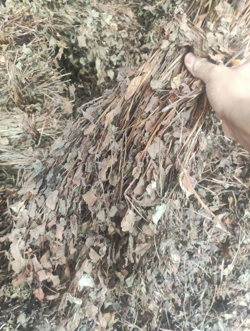 四川野生鱼腥草种植鱼腥草各种规格一手货源