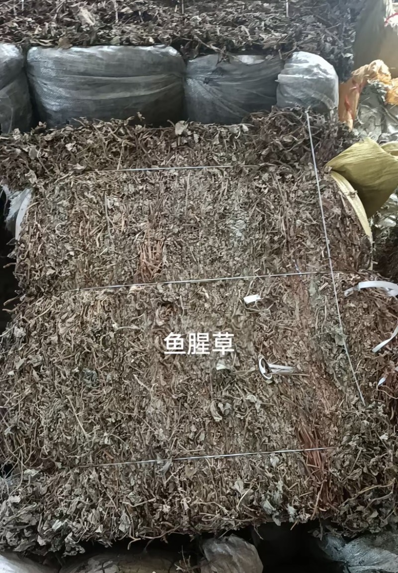 四川野生鱼腥草种植鱼腥草各种规格一手货源