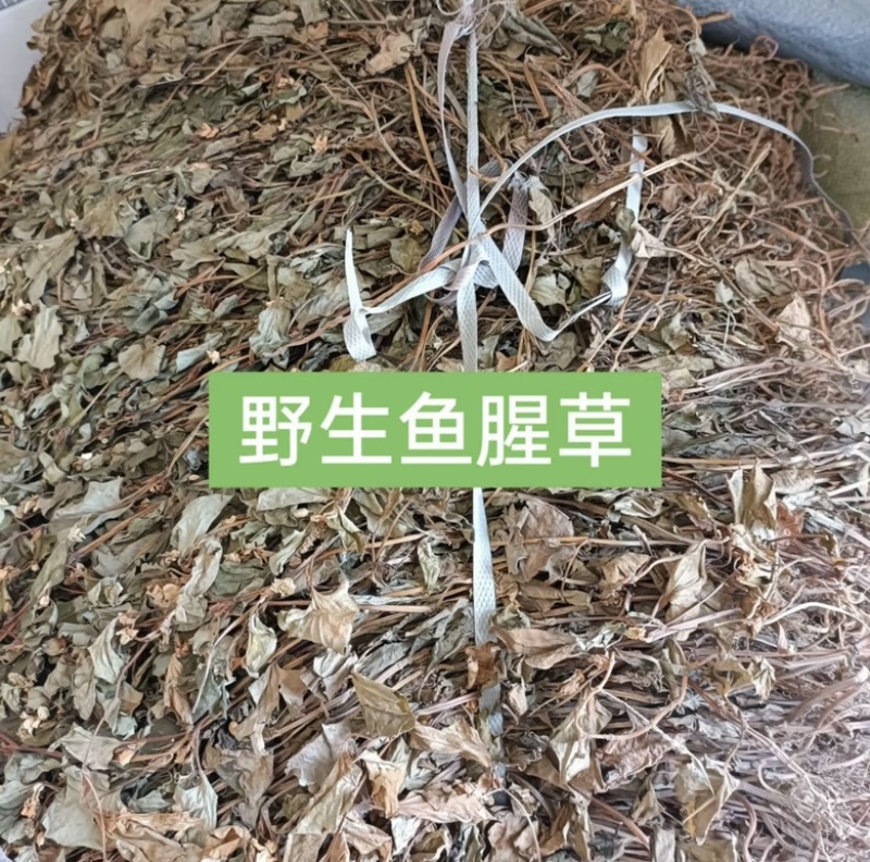 四川野生鱼腥草种植鱼腥草各种规格一手货源
