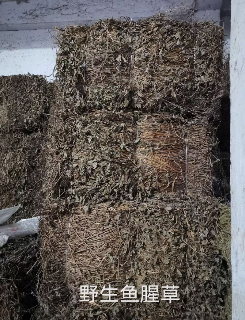 四川野生鱼腥草种植鱼腥草各种规格一手货源