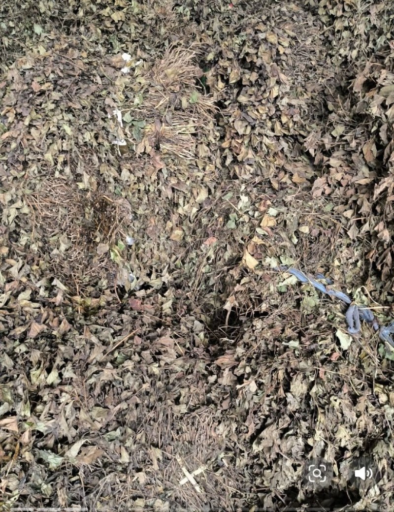 四川野生鱼腥草种植鱼腥草各种规格一手货源
