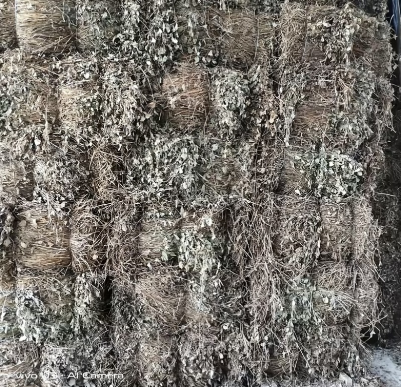 四川野生鱼腥草种植鱼腥草各种规格一手货源