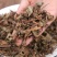 四川野生鱼腥草种植鱼腥草各种规格一手货源