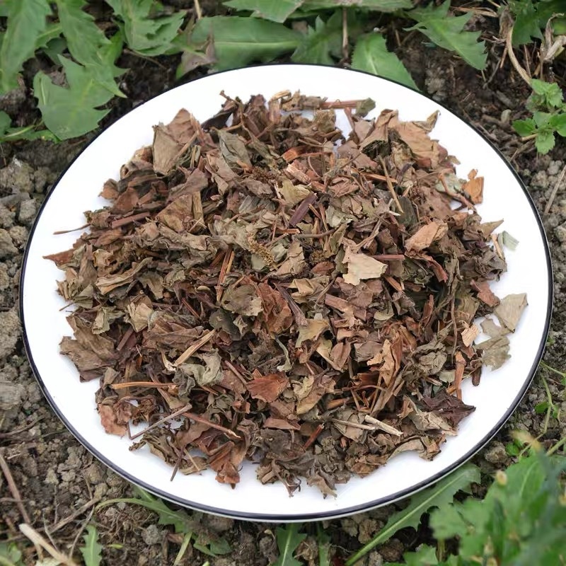 四川野生鱼腥草种植鱼腥草各种规格一手货源