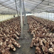 马桑菌