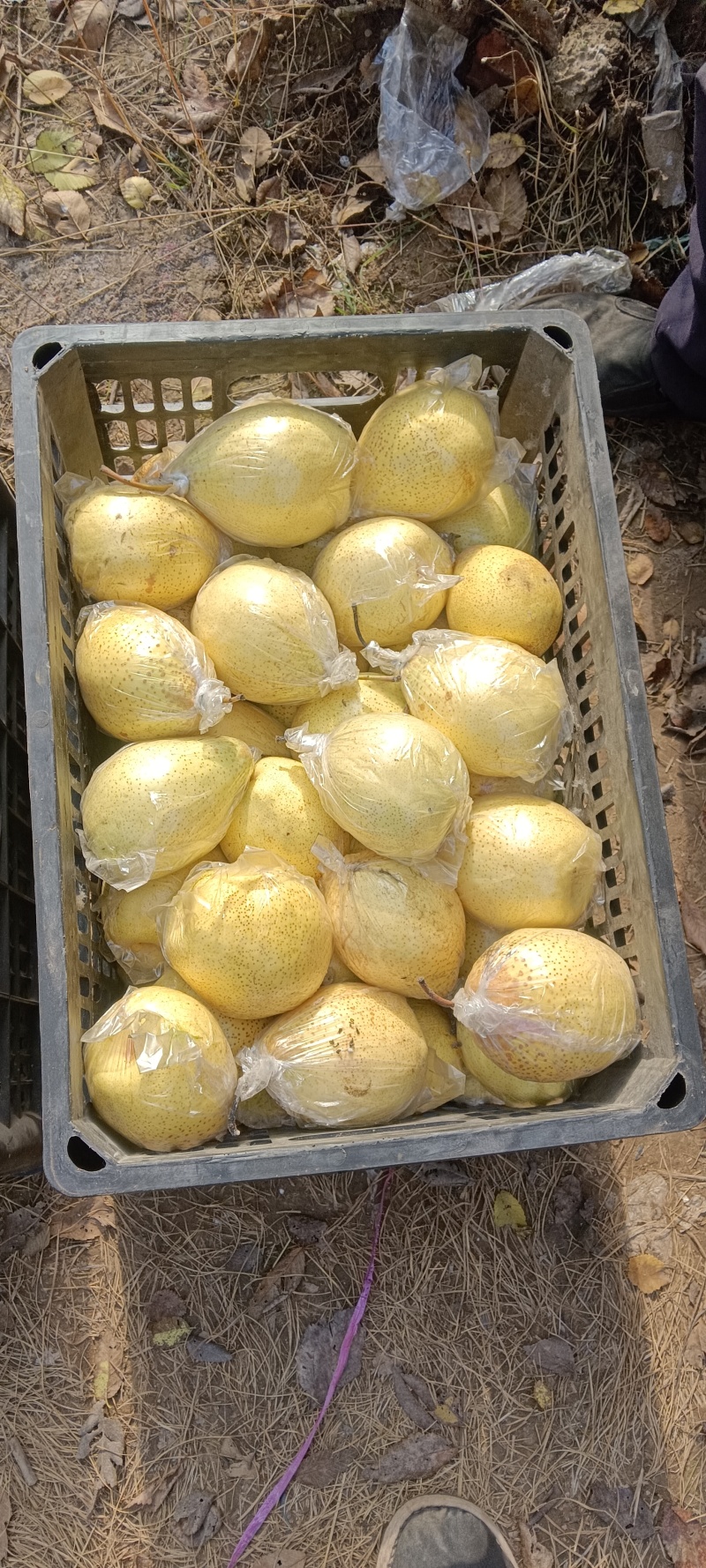 土窖鸭梨