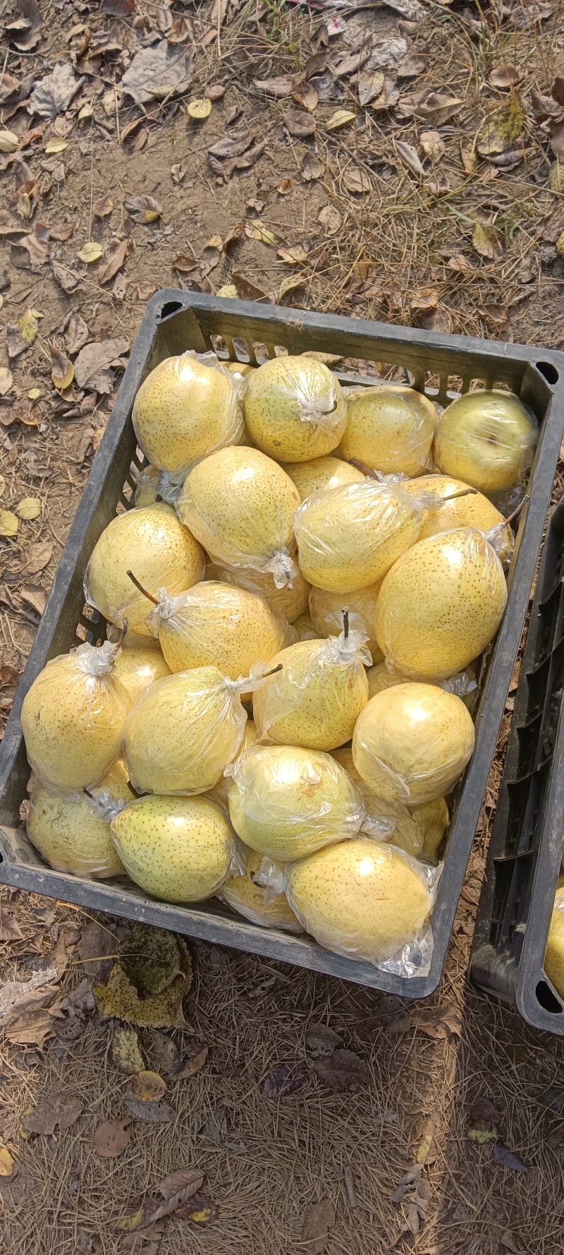 土窖鸭梨