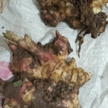 罗平小黄姜