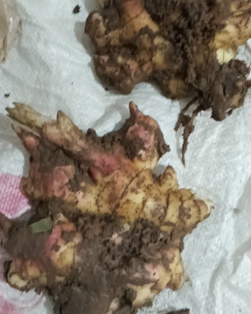 罗平小黄姜