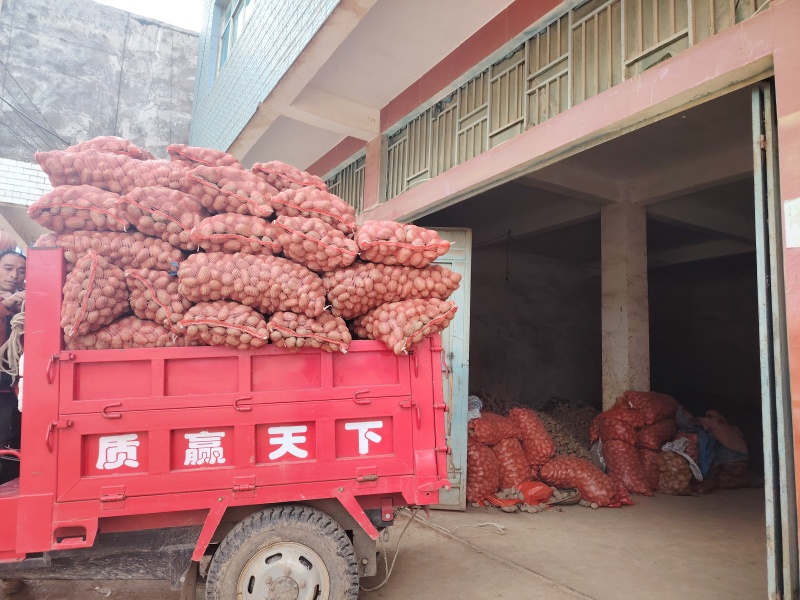贵州威宁土豆产地货源充足量大价优欢迎随时电话联系