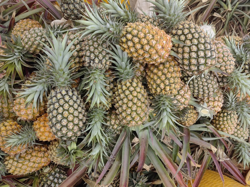菠萝凤梨