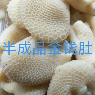 金钱肚