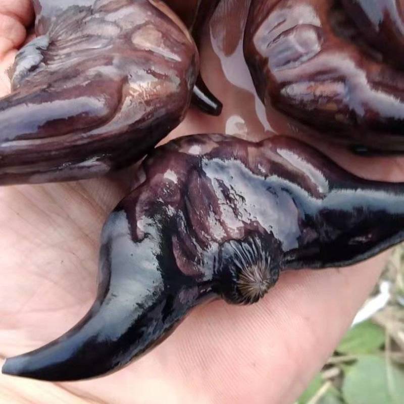 菱角种子