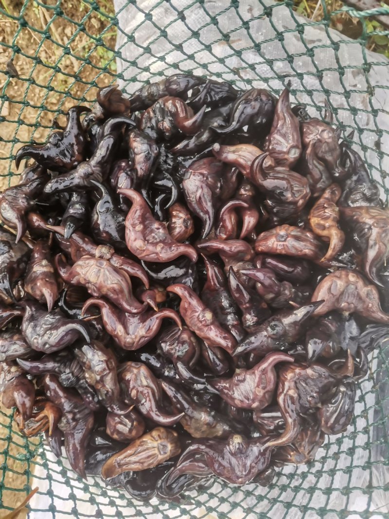 菱角种子