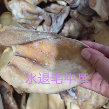 水腿毛牛耳