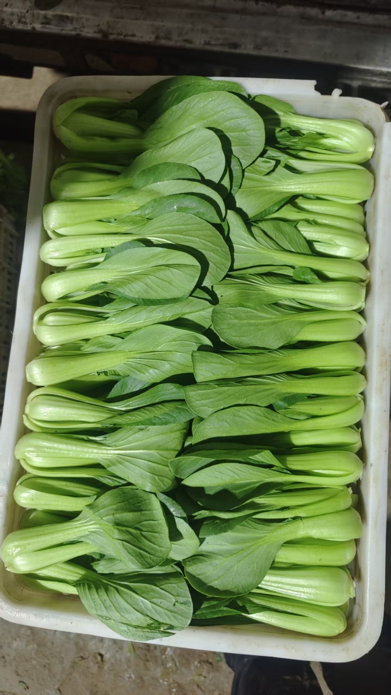 山东菏泽曹县精品上海青/产地直发/量大价优/欢迎咨询