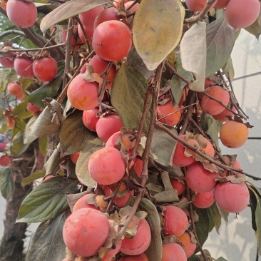 小火罐柿子树