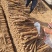 河南安阳双棒山药大量接单产地直发量大从优欢迎下单