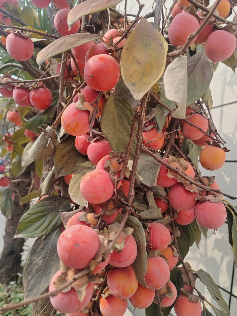 小火罐柿子树