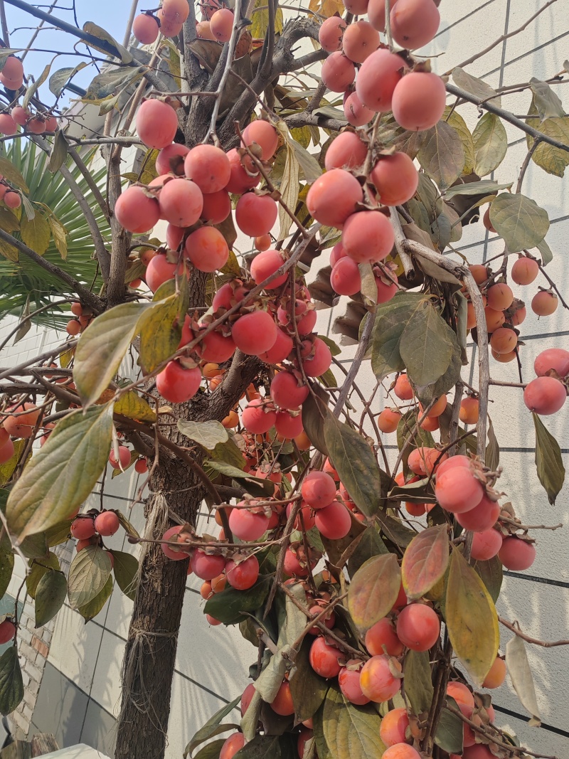 小火罐柿子树