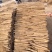 河南安阳双棒山药大量接单产地直发量大从优欢迎下单
