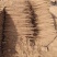 河南安阳双棒山药大量接单产地直发量大从优欢迎下单