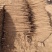 河南安阳双棒山药大量接单产地直发量大从优欢迎来电