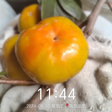 脆甜柿子树苗