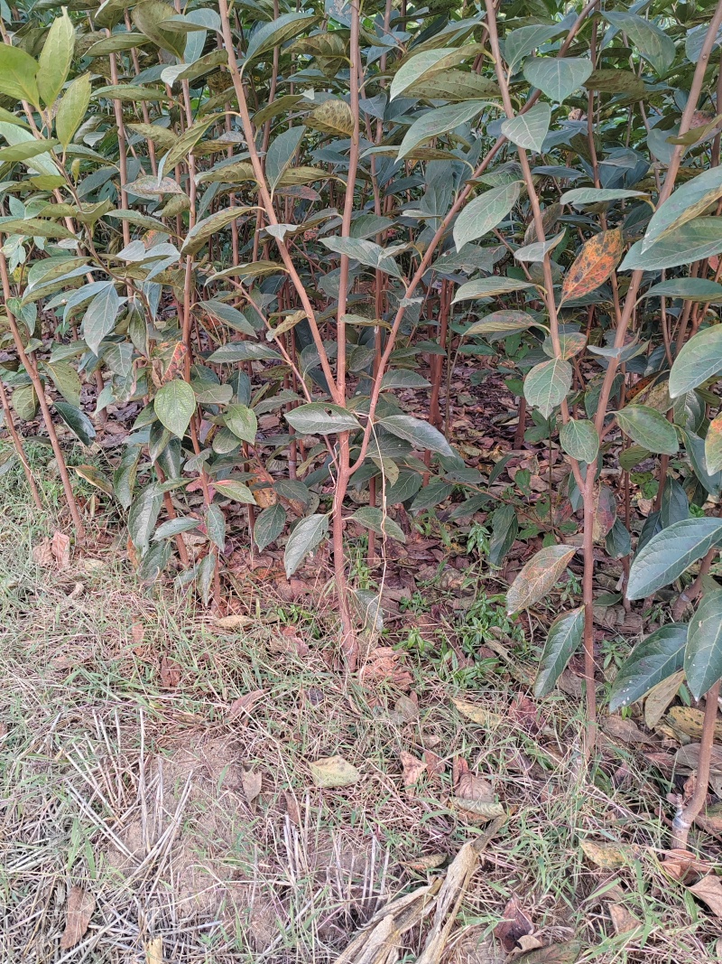 脆甜柿子树苗