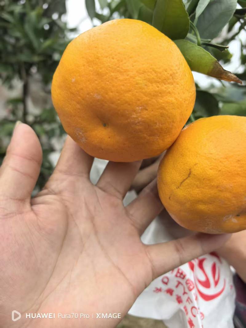 纯甜甜耙耙耙耙柑大雅耙耙柑
