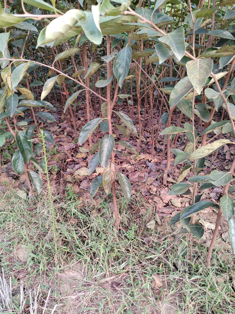脆甜柿子树苗