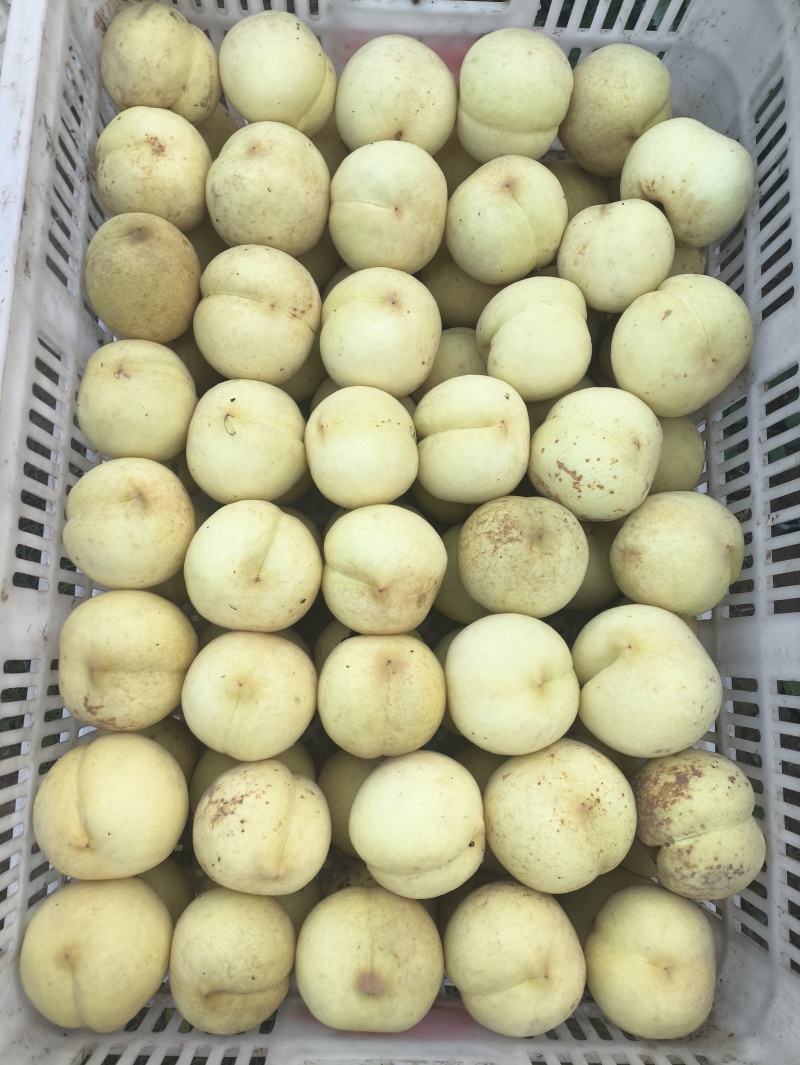 山东映霜红冬桃