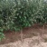 苹果树—基地直销，低价出售，3公分苹果树，5公分苹果树