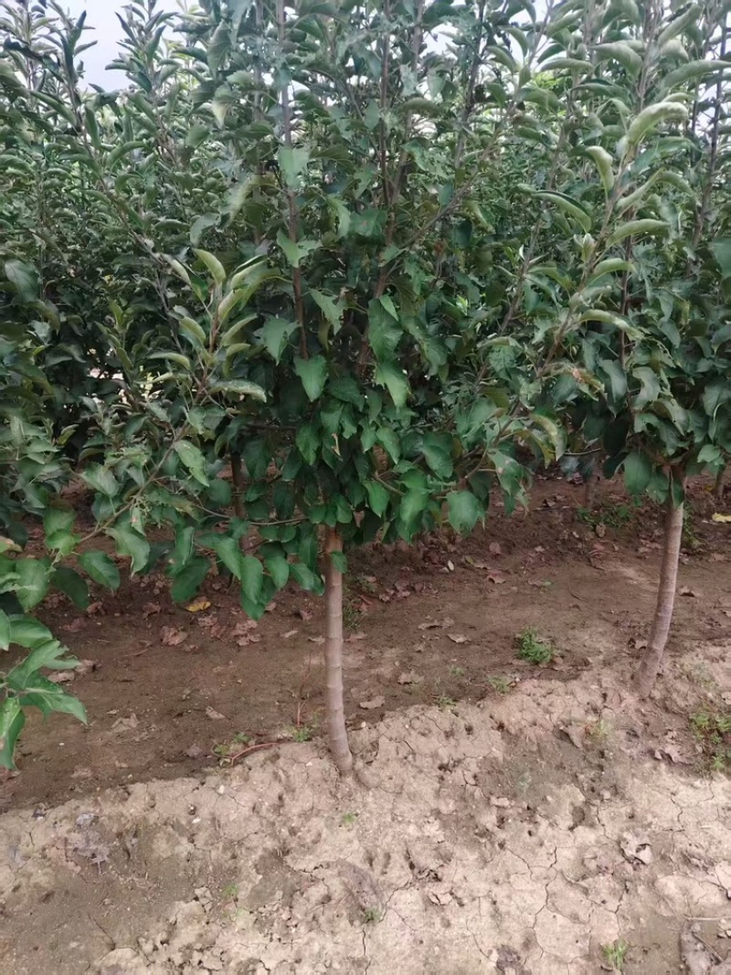 苹果树—基地直销，低价出售，3公分苹果树，5公分苹果树