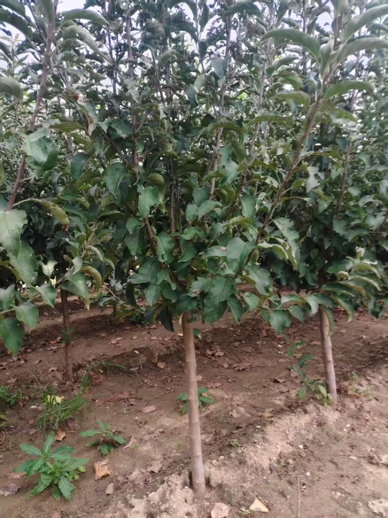苹果树—基地直销，低价出售，3公分苹果树，5公分苹果树
