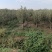 苹果树—基地直销，低价出售，3公分苹果树，5公分苹果树