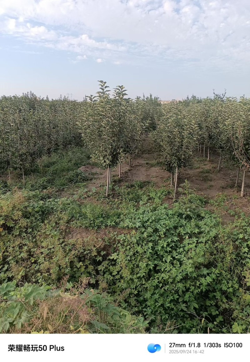苹果树—基地直销，低价出售，3公分苹果树，5公分苹果树
