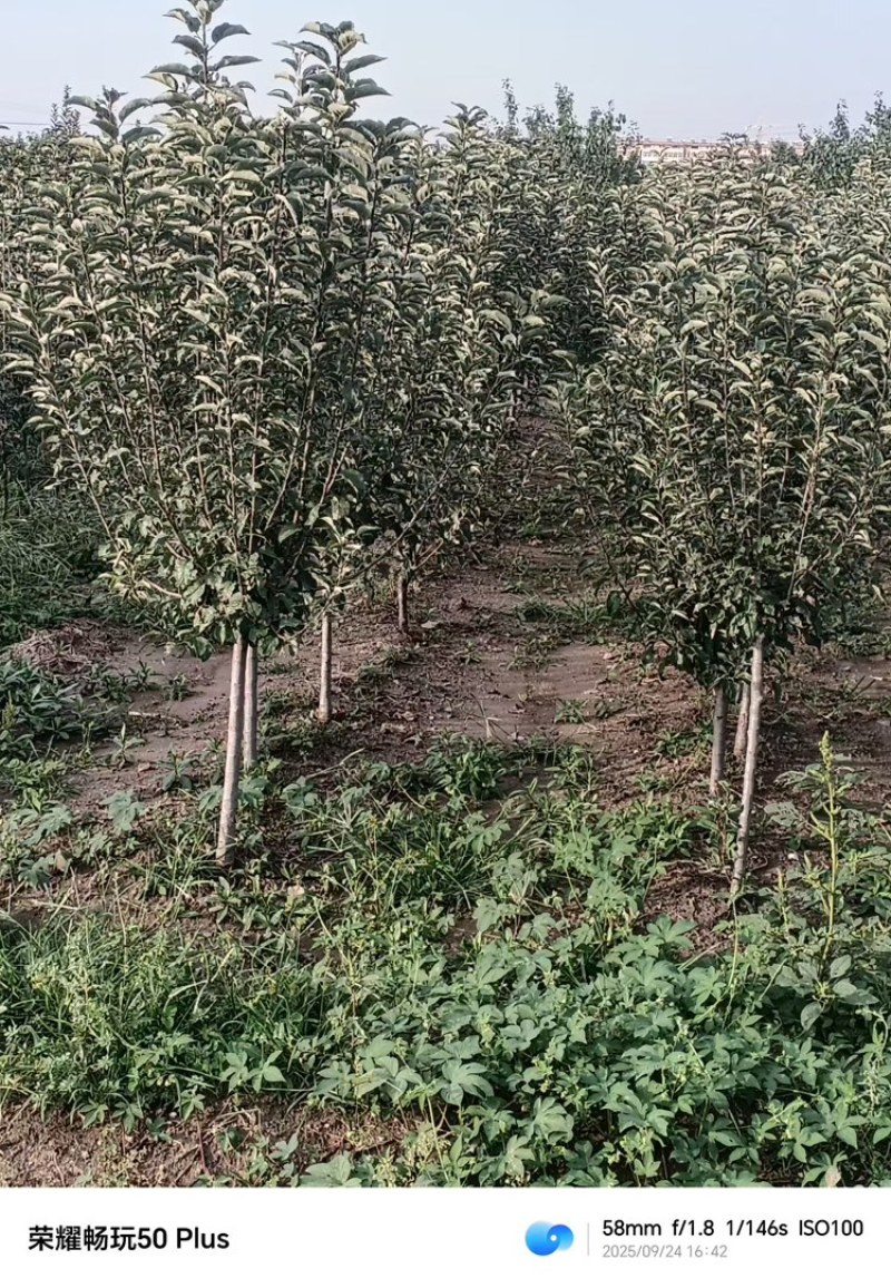 苹果树—基地直销，低价出售，3公分苹果树，5公分苹果树