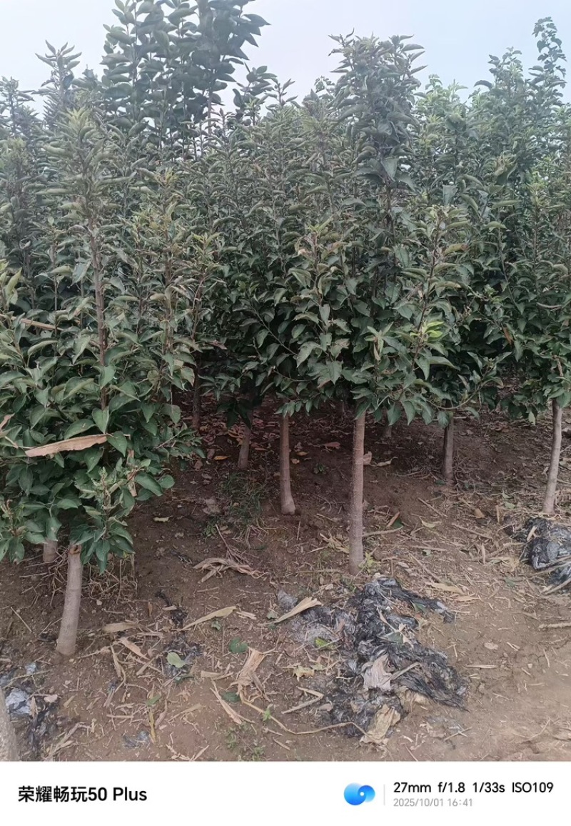 苹果树—基地直销，低价出售，3公分苹果树，5公分苹果树