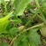 芥菜疙瘩大量上市中有需要老板联系