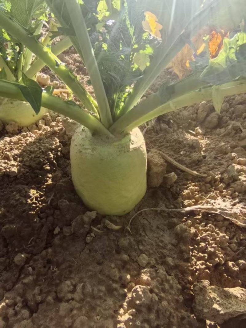 芥菜疙瘩大量上市中有需要老板联系