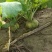 芥菜疙瘩大量上市中有需要老板联系